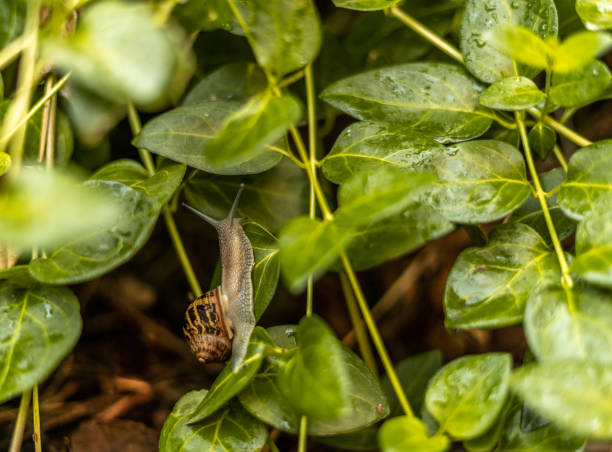 Garden Snail Stretching Climbing Green Leaf