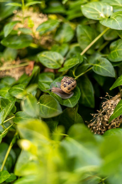 istock Garden Snail on Green Leaf 1559694226