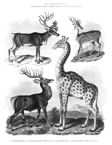 Reindeer, Stag, Spotted axis, Giraffe - Copper engraved print 