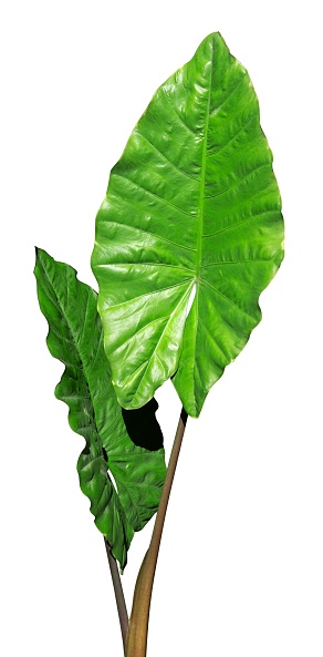 tropical forest flower leaves isolated