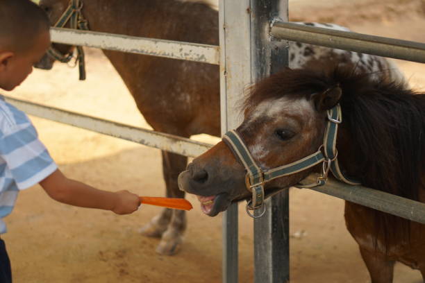 boy feeding horses in the park