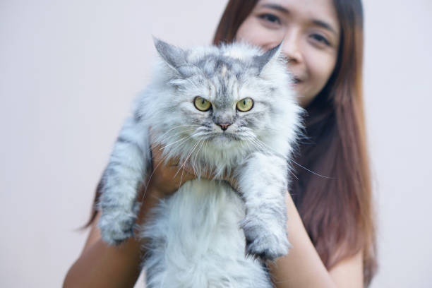 istock Woman smiling happily holding a gray cat 1559701639