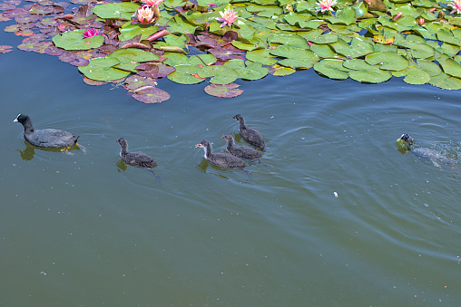 A family of ducks, two adult ducks and newborn ducklings are swimming in the water.
