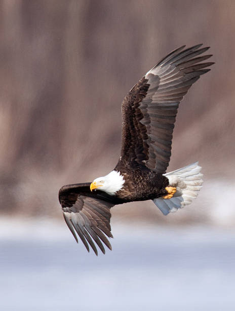 Bald eagle in flight over the Mississippi River, Illinois