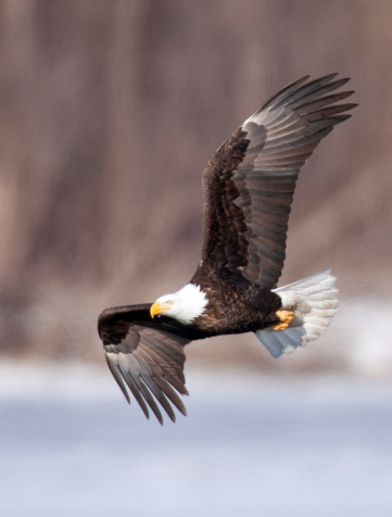 Bald eagle in flight over the Mississippi River, Illinois, winter