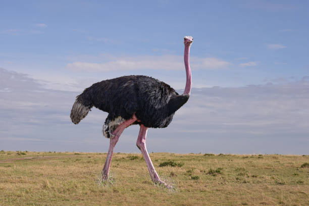 istock Ostrich walking through the savannah 1559707611