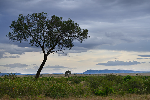 Evening landscape with a lonely tree against the blue sky in the African savannah. Kenya, Africa