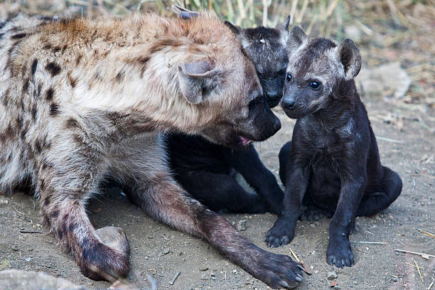 istock Hyena Cubs and Mother 155972036