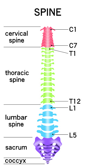 Illustration of the entire spine including cervical, thoracic, lumbar, sacral, and coccyx
