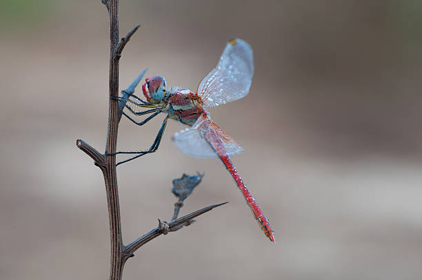 Dragonfly Dragonfly oo flower stem calopteryx syriaca stock pictures, royalty-free photos & images