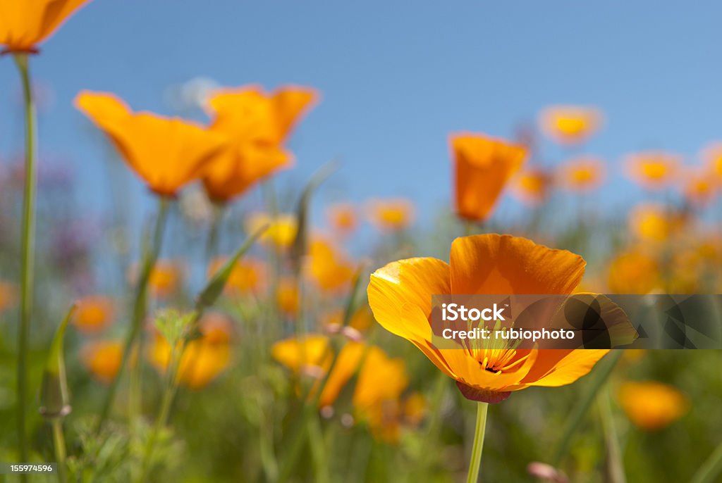 Campo de amapolas de California - Foto de stock de Flor libre de derechos