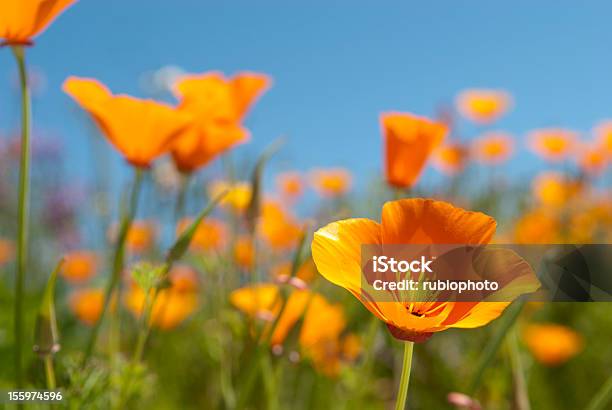 Photo libre de droit de Champ De Pavot De Californie banque d'images et plus d'images libres de droit de Fleur - Flore - Fleur - Flore, Orange - Couleur, Printemps