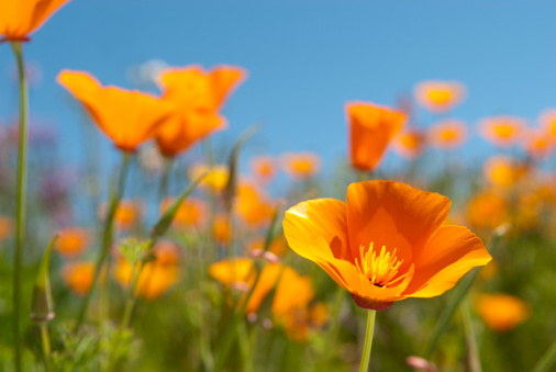 Beautiful California Golden Poppies, California’s state flower (Eschscholzia californica), on a sunny spring day.