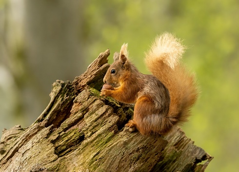 A red squirrel sits atop the trunk of a tall deciduous tree, holding a cluster of nuts in its hands