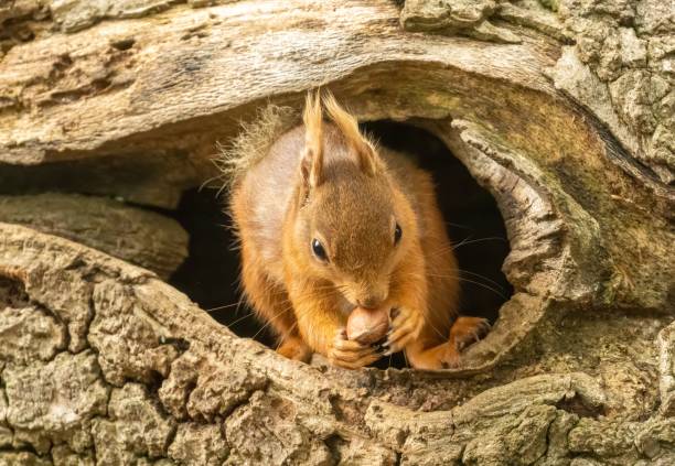 istock a squirrel sitting inside of a hollow in a tree trunk 1559751788