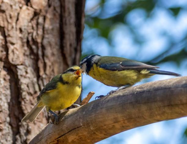 istock Eurasian blue tits perched side by side on a wooden branch with a clear sky backdrop 1559751798
