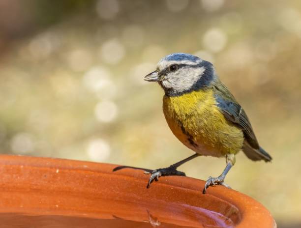 istock Juvenile blue tit bird perched atop a bowl in a natural outdoor setting 1559751800