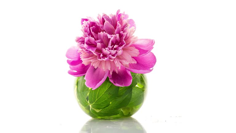 Timelapse of pink peony flower in vase blooming on pure white background top view