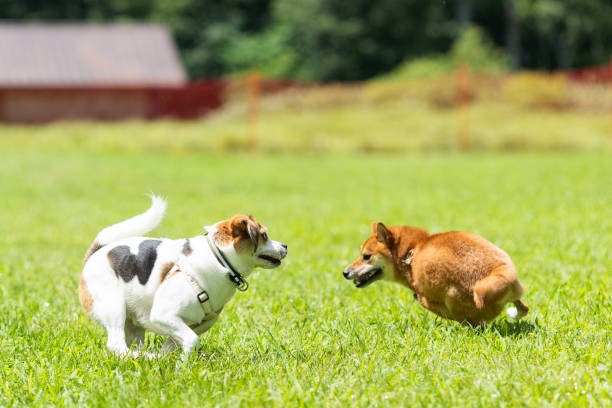 Cтоковое фото Собаки бегают и играют бесплатно в собачьем парке
