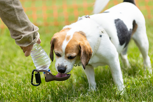 A Beagle takes a break from playing to have a drink of water from a portable water bottle dispenser at a grassy dog park.
