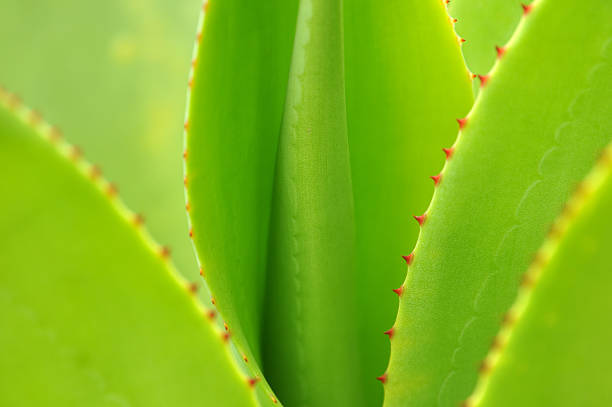 Green agave leaves  backgroun stock photo