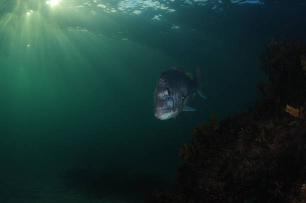 istock Australasian Snapper In Evening Light 1559788804