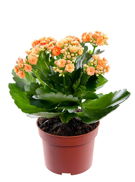 istock Kalanchoe home flower in a pot. Studio. Isolation. 155980338