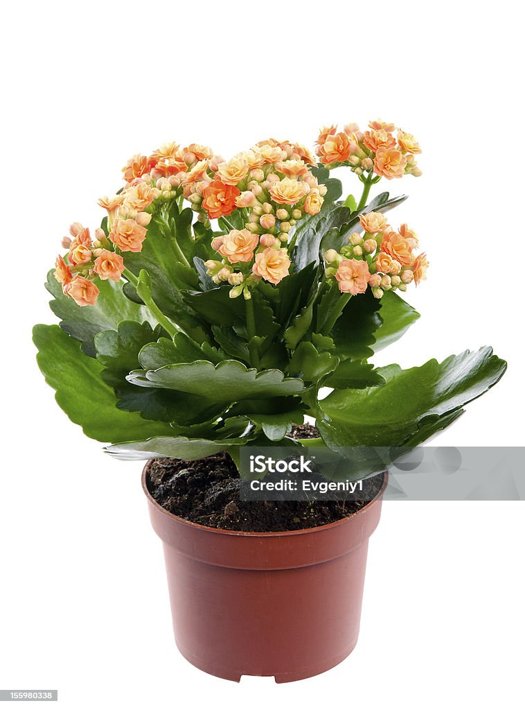 Kalanchoe home flower in a pot. Studio. Isolation. Kalanchoe home flower in a flower pot. Studio. Isolation. Kalanchoe Stock Photo