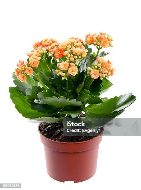 Kalanchoe Home Flower In A Pot Studio Isolation Stock Photo - Download Image Now - Kalanchoe, Flower Pot, Plant