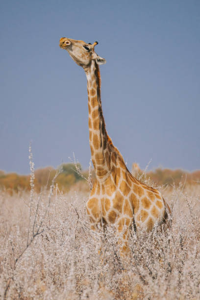 istock one Giraffe chewing elephone bone for mineral intake at Namibia natural park 1559807300