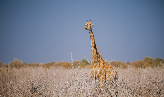 one Giraffe chewing elephone bone for mineral intake at Namibia natural park