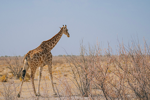 one Giraffe exploring at Namibia natural park