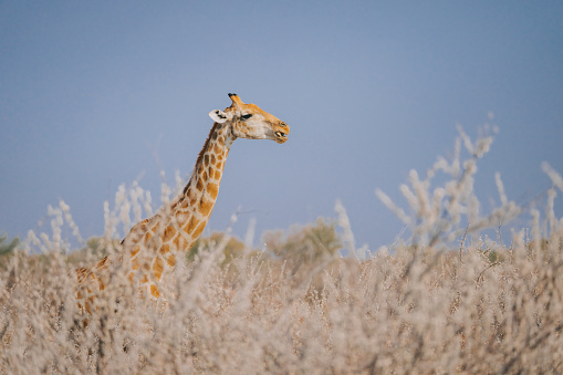 a Giraffe chewing elephone bone for mineral intake at Namibia natural park spotted during game drive