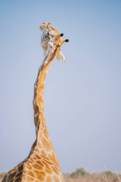 istock a Giraffe chewing elephone bone for mineral intake at Namibia natural park 1559807339