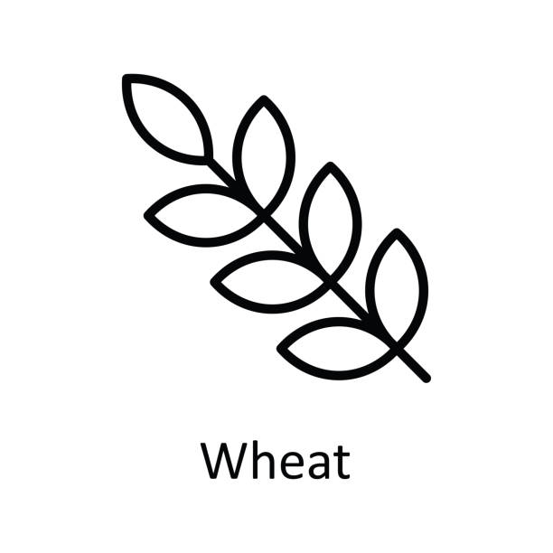 illustrations, cliparts, dessins animés et icônes de illustration de conception d’icônes de contour vectoriel de blé. symbole des aliments et boissons sur fond blanc fichier eps 10 - wheat cereal plant oat crop