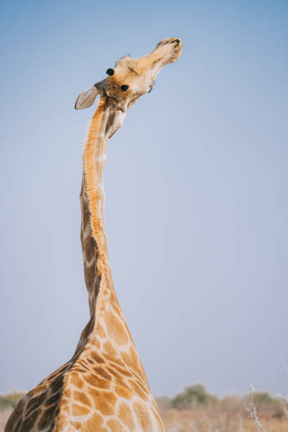 a Giraffe chewing elephone bone for mineral intake at Namibia natural park