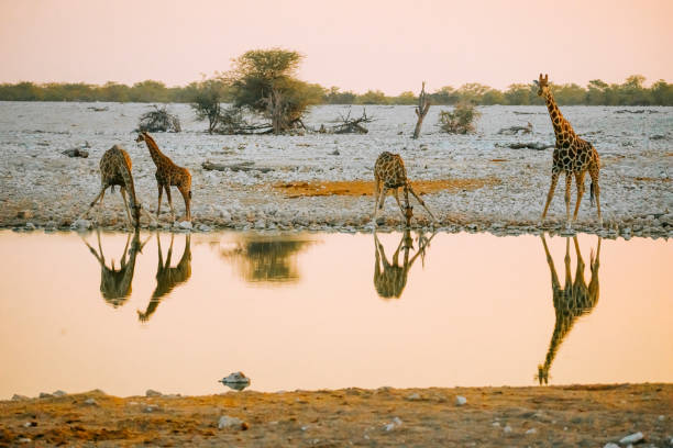 istock A tower of Giraffe bending over drinking water at water hole, Namibia 1559807787