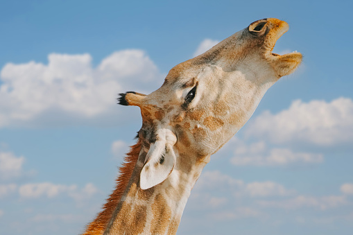 a Giraffe chewing elephone bone for mineral intake at Namibia natural park