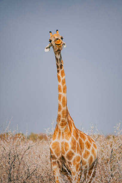 one Giraffe looking at camera smiling at Namibia natural park