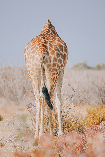 Rear view Giraffe bending over eating grass at Namibia natural park