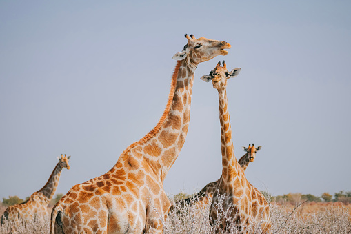 A herd Angolan Giraffe chewing elephone bone for mineral intake at Namibia natural park