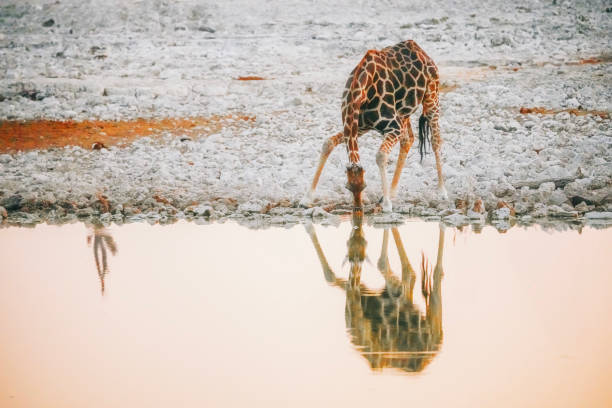 istock Giraffe bending over drinking water at water hole, Namibia 1559808960