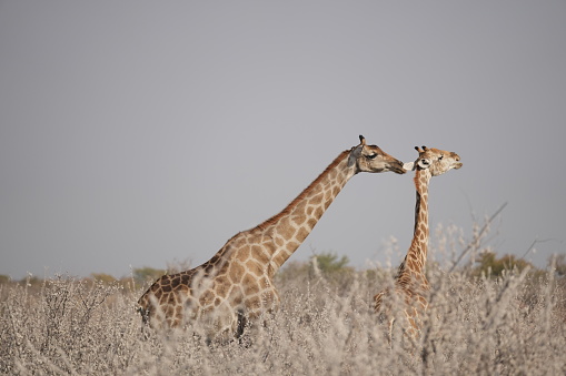 A pair of Giraffe chewing elephone bone for mineral intake at Namibia natural park