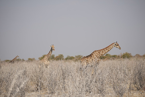 herd Giraffe at Namibia natural park spotted in game drive