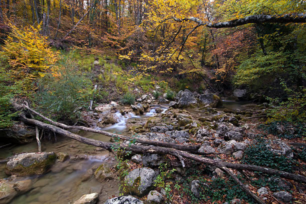 autumn wood with a stream stock photo