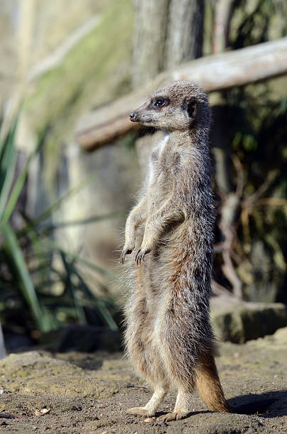 istock Meerkat on patrol 155982240