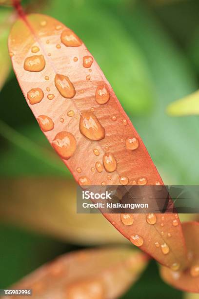 Foto de Cai Sobre O Futuro De Folhas e mais fotos de stock de Arbusto - Arbusto, Botão - Estágio de flora, Chuva