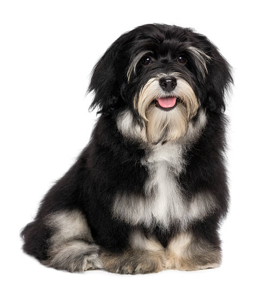 istock Beautiful smiling happy havanese puppy dog 155983394