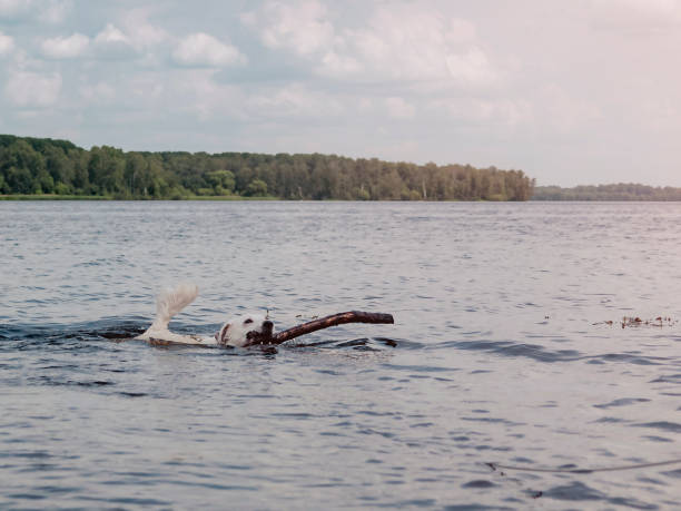 A white dog plays and swims behind a stick.