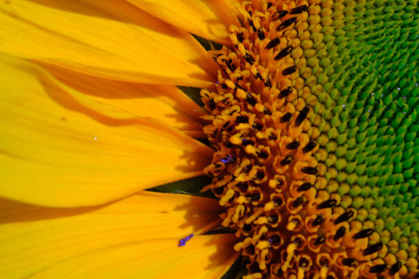 istock Macro shot of Beautiful sunflower 1559903496